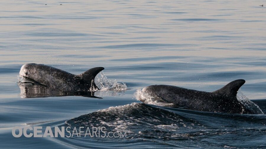 Whale and wildlife watching Private and Semi-Private tours - Why the six-person limit matters