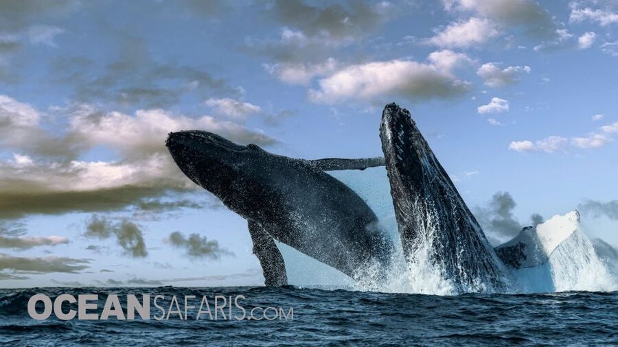 Whale and wildlife watching Private and Semi-Private tours - Your naturalist and captain shape the experience