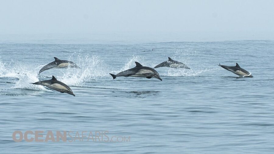 Whale and wildlife watching Private and Semi-Private tours - The price: good value for a private-style outing