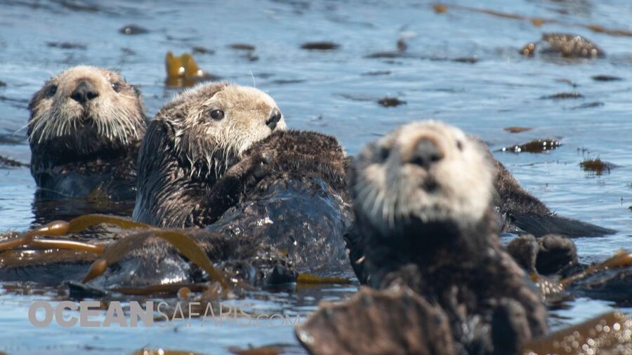 Whale and wildlife watching Private and Semi-Private tours - Who should book this Santa Cruz whale tour?