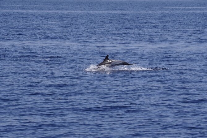 Whale & Dolphin Observation on Electric Sailing Boat in Denia - Key points to know before you book