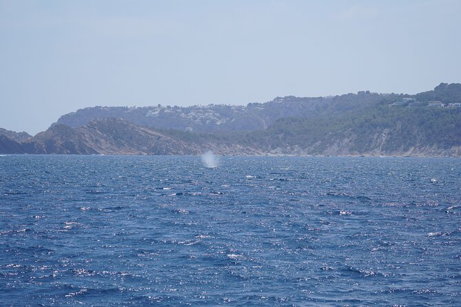 Whale & Dolphin Observation on Electric Sailing Boat in Denia - Drinks, fruit, and what to bring