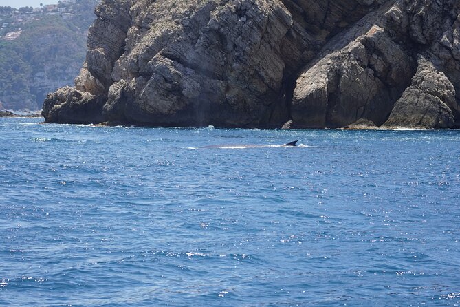 Whale & Dolphin Observation on Electric Sailing Boat in Denia - Who will enjoy this most?