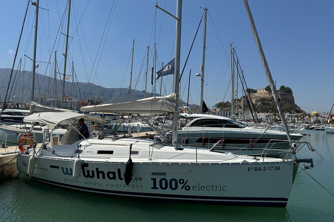 Whale & Dolphin Observation on Electric Sailing Boat in Denia - What wildlife sightings are really like