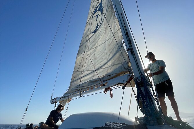 Whale & Dolphin Observation on Silent Catamaran with Hydrophone - Snacks, drinks, and comfort on the water
