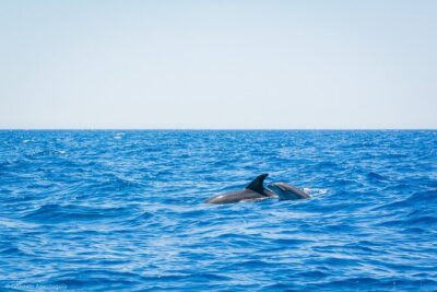 Whale & Dolphin Observation on Silent Catamaran with Hydrophone