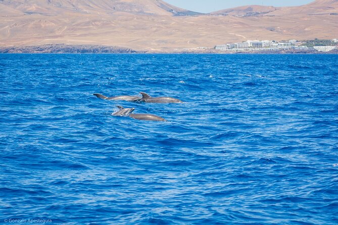 Whale & Dolphin Observation on Silent Catamaran with Hydrophone - A responsible approach to wildlife