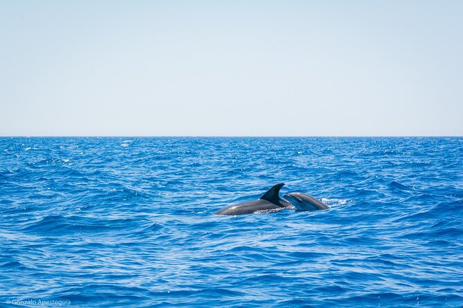 Whale & Dolphin Observation on Silent Catamaran with Hydrophone - What the hydrophone really adds