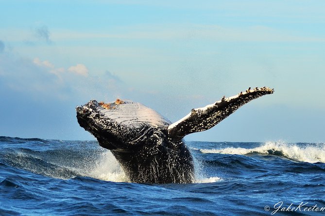 Whale, Dolphin & Penguin Island Cruise - The best reasons to choose this cruise