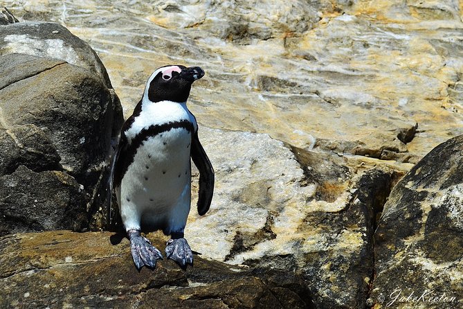 Whale, Dolphin & Penguin Island Cruise - Leaving Port Elizabeth for Algoa Bay