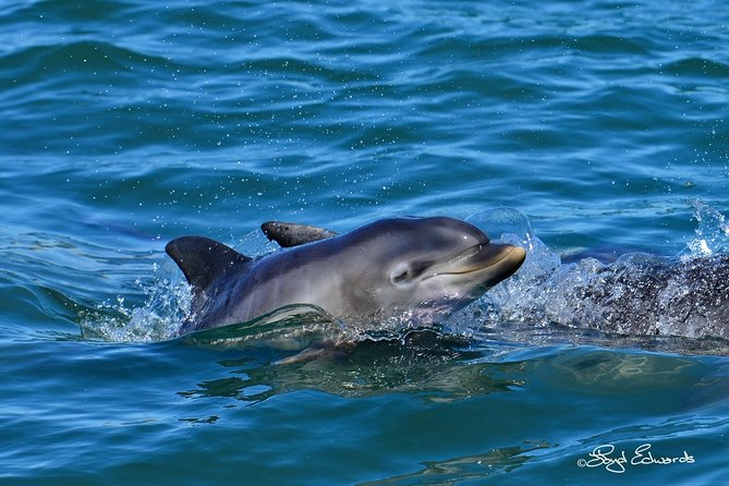 Whale, Dolphin & Penguin Island Cruise - St. Croix Island and the African penguins