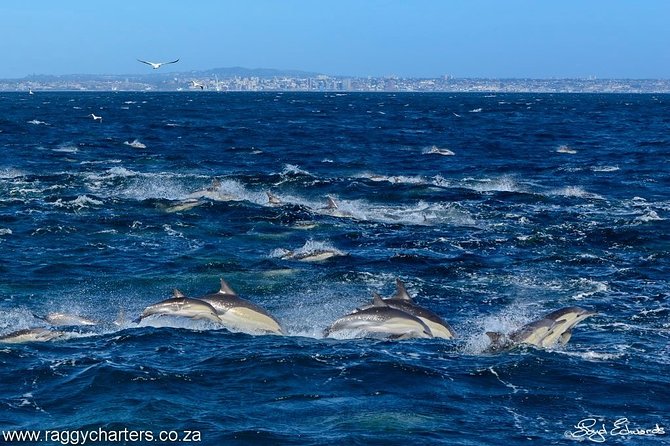 Whale, Dolphin & Penguin Island Cruise - Seals, seabirds, and the wider bay