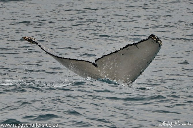 Whale, Dolphin & Penguin Island Cruise - Who will enjoy this four-hour outing?