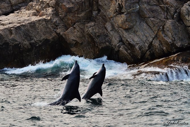 Whale, Dolphin & Penguin Island Cruise - Whale watching from June through early December