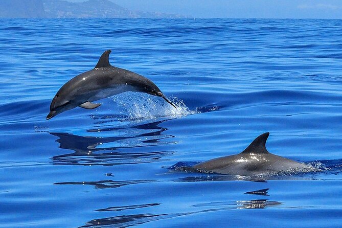 Whale & Dolphin Watching Boat Trip in Tenerife On a Sailing Boat (3 Hr) - Who will enjoy this sailing trip most