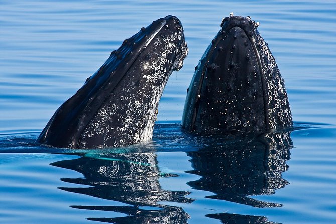 Whale & Dolphin Watching Cruise in Puerto Vallarta All Inclusive - Watching humpbacks in Puerto Vallarta Bay