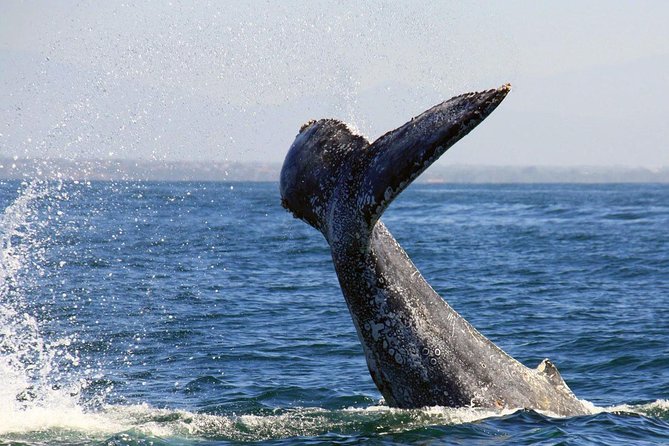 Whale & Dolphin Watching Cruise in Puerto Vallarta All Inclusive - What the marine biologist adds