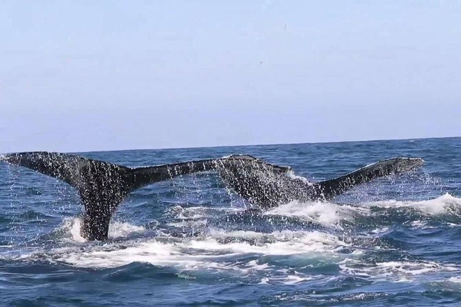 Whale & Dolphin Watching Cruise in Puerto Vallarta All Inclusive - The real schedule: allow extra time