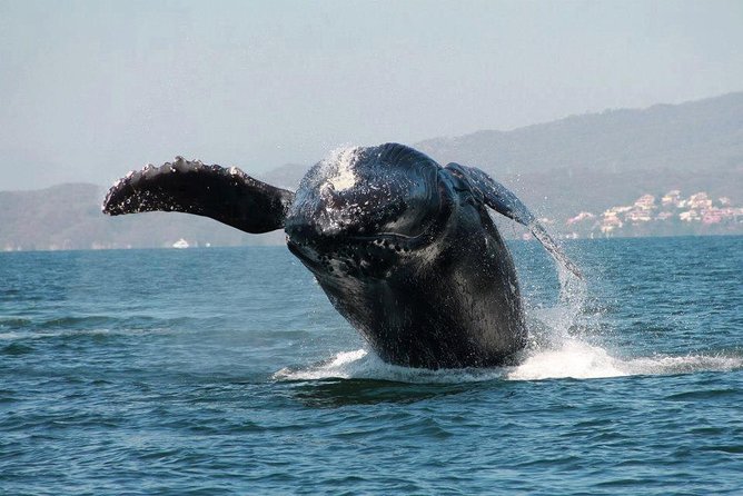 Whale & Dolphin Watching Cruise in Puerto Vallarta All Inclusive - Boat size and finding a good seat