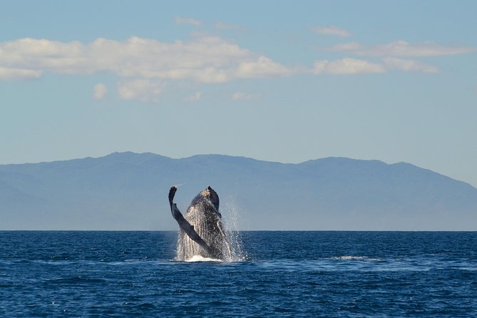 Whale & Dolphin Watching Cruise in Puerto Vallarta All Inclusive - Rough water and seasickness