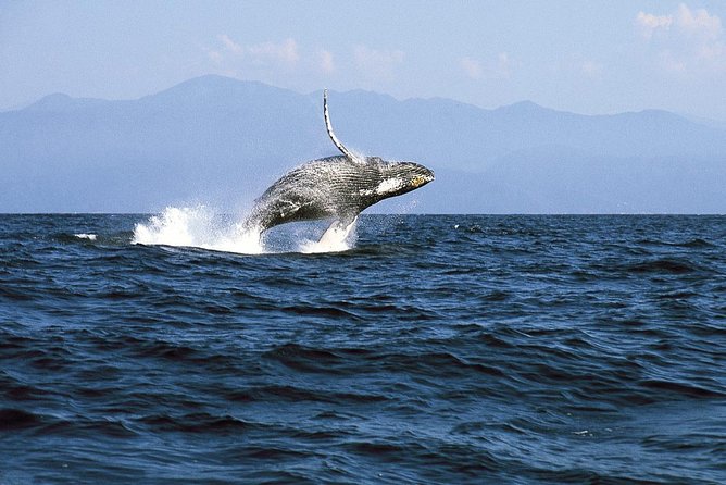 Whale & Dolphin Watching Cruise in Puerto Vallarta All Inclusive - Is the all-inclusive price good value?