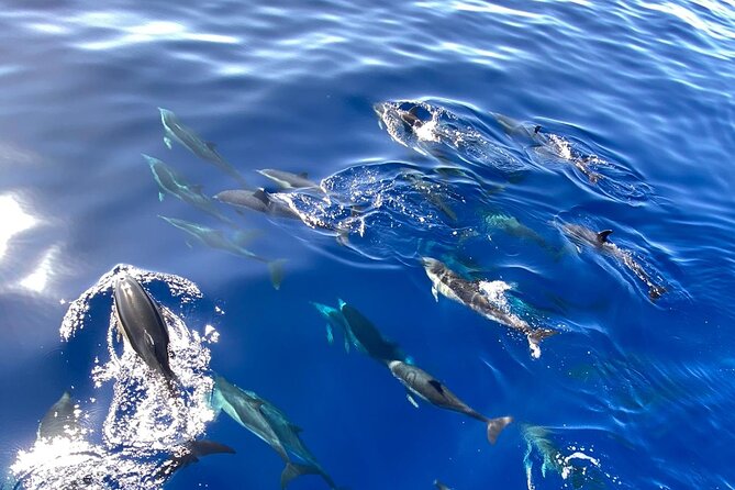 Whale & Dolphin Watching in Madeira - Setting out from Hotel Marina Quinta do Lorde