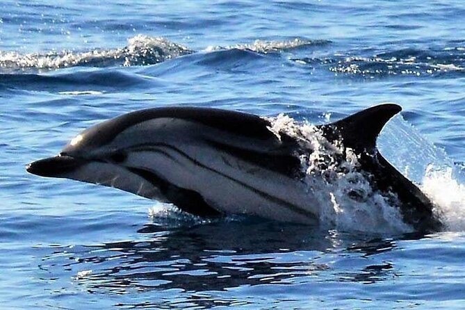 Whale & Dolphin Watching in Madeira - Swimming near Cais do Sardinha and Prainha do Caniçal