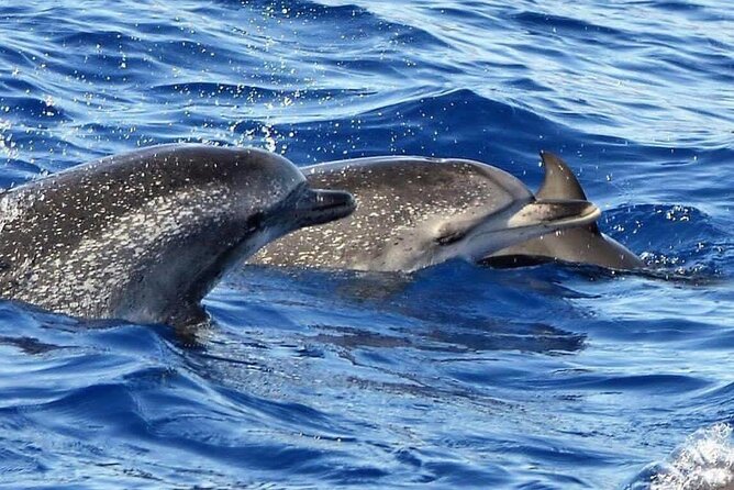 Whale & Dolphin Watching in Madeira - Who will enjoy this boat ride most