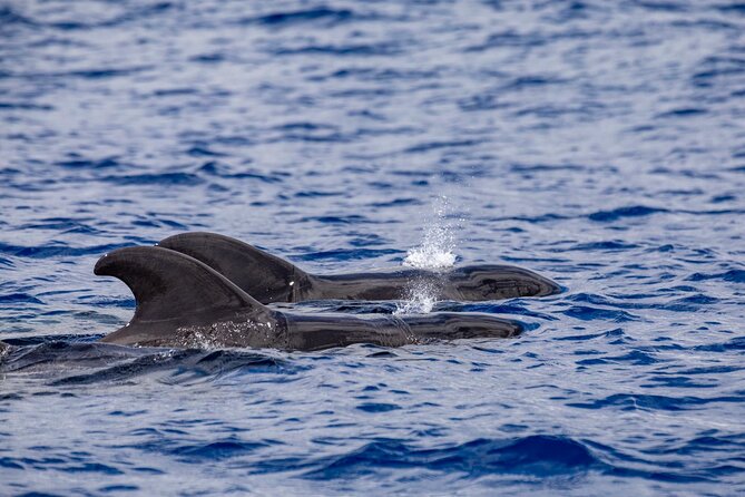 Whale & Dolphin Watching in Madeira - Should you book this Madeira whale trip?