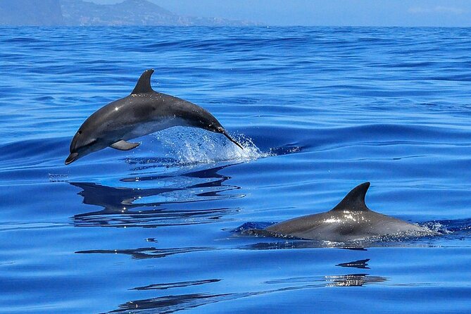 Whale & Dolphin Watching in Tenerife (Puerto Colon) On a Large Catamaran - What the large catamaran changes