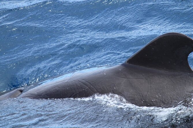 Whale & Dolphin Watching in Tenerife (Puerto Colon) On a Large Catamaran - Timing your day in Playa de las Américas