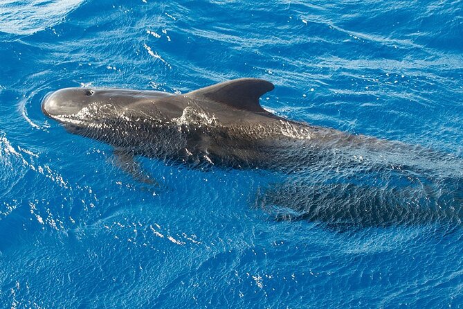 Whale & Dolphin Watching in Tenerife (Puerto Colon) On a Large Catamaran - Who should book this catamaran cruise