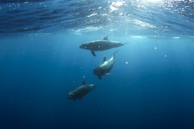 Whale & Dolphin Watching in Tenerife (Puerto Colon) On a Large Catamaran - Practical details before you reserve