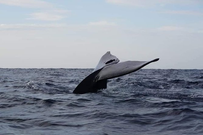 Whale & Dolphin Watching Tour in Trincomalee | Scenic Boat Ride - Key points at a glance