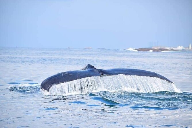 Whale & Dolphin Watching Tour in Trincomalee | Scenic Boat Ride - Why Trincomalee is a strong whale-watching base