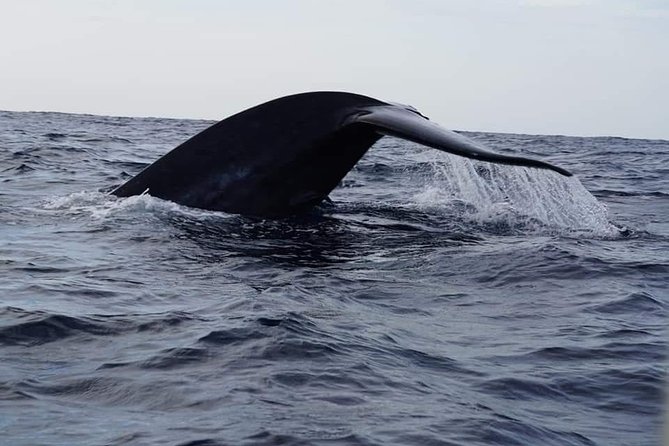 Whale & Dolphin Watching Tour in Trincomalee | Scenic Boat Ride - Searching for blue whales and sperm whales