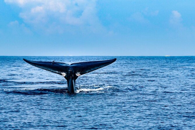 Whale & Dolphin Watching Trincomalee - Key points to know before sunrise