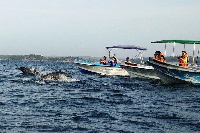 Whale & Dolphin Watching Trincomalee - Why Trincomalee is a good place to search for whales
