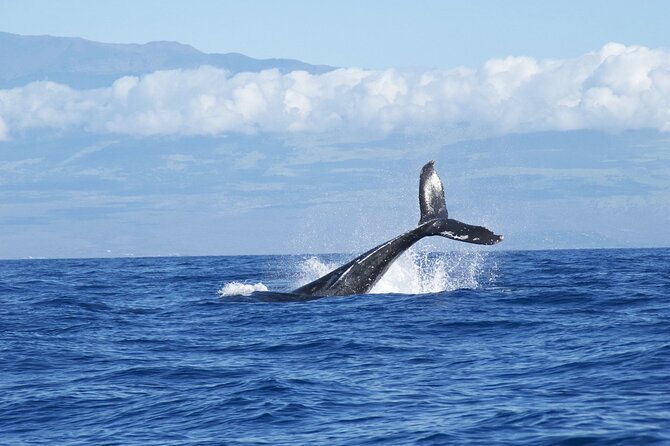 Whale & Dolphin Watching Trincomalee - A picnic breakfast during the morning