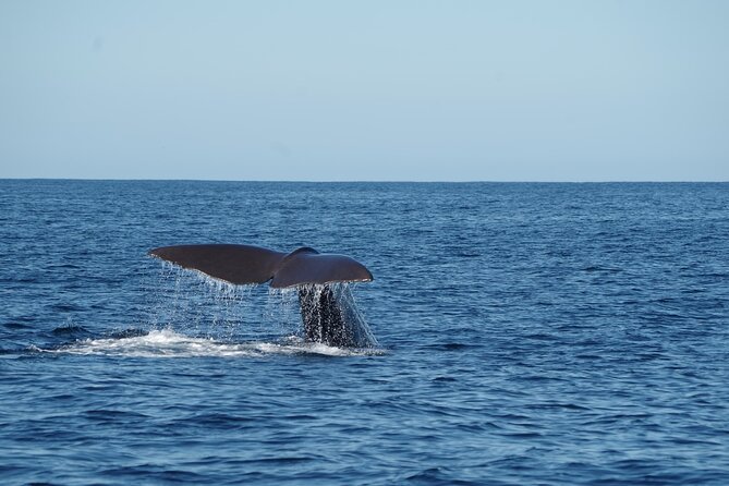 Whale & Dolphin Watching Trincomalee - What the $65 price really buys you
