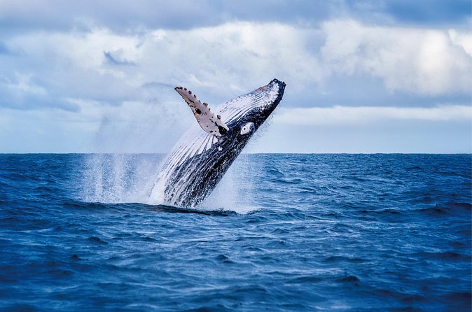 Whale & Dolphin Watching, Turtle Snorkeling - The snorkeling stop with turtles and tropical fish