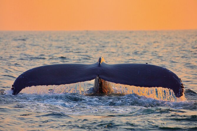 Whale & Dolphin Watching, Turtle Snorkeling - Sunset, scenery, and the changing pace of the afternoon