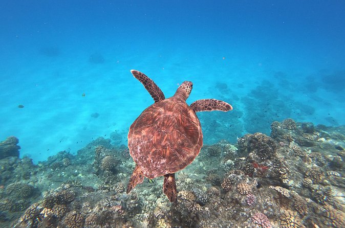 Whale & Dolphin Watching, Turtle Snorkeling - Is $166.49 a fair price?