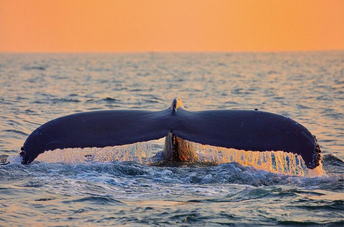 Whale & Dolphin Watching, Turtle Snorkeling - Who should book this tour?