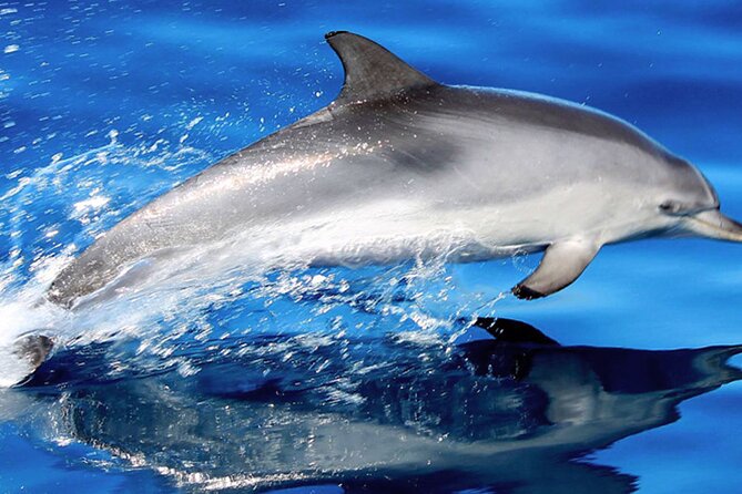 Whale & Dolphin Watching With Mustcat Virgin Coast Trip On a Large Catamaran - Key points to know before you book
