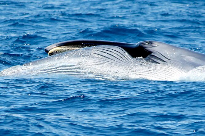 Whale & Dolphin Watching With Mustcat Virgin Coast Trip On a Large Catamaran - Weather and the limits of an ocean outing