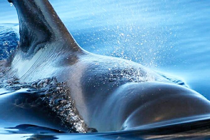 Whale & Dolphin Watching With Mustcat Virgin Coast Trip On a Large Catamaran - Who will enjoy this three-hour cruise