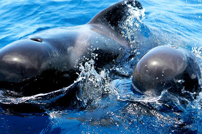 Whale & Dolphin Watching With Mustcat Virgin Coast Trip On a Large Catamaran - Practical planning for the meeting point