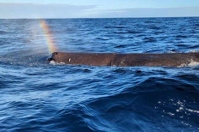 Whale Dream ltd - Whales watching and swim with dolphins - Leaving Rivière Noire at 6am