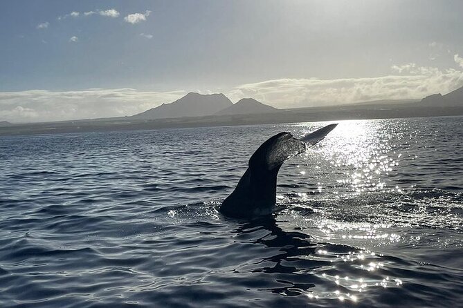 Whale Dream ltd - Whales watching and swim with dolphins - What the boat ride feels like